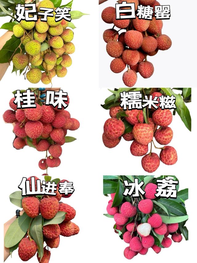 六款荔枝推荐：今夏必吃