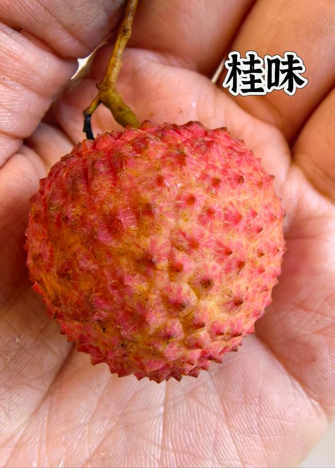 粤迎其他水果