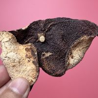 京东自营买的10年陈皮，货是真的吗？