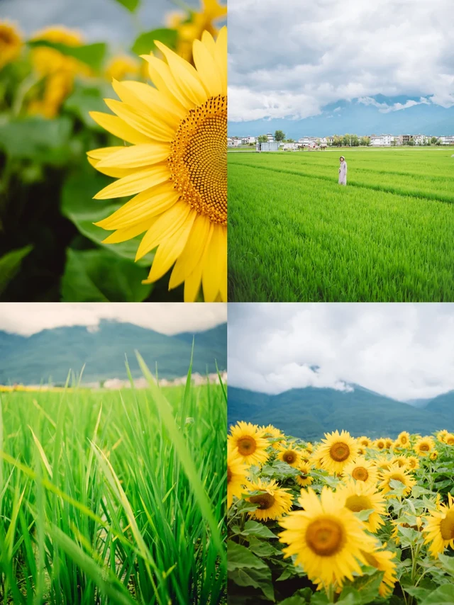 大理|向日葵🌻|阴天也能拍出电影感