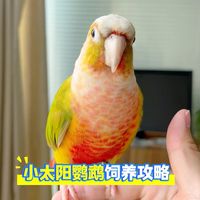 小太阳鹦鹉怎么喂？从半毛小太阳开始养起