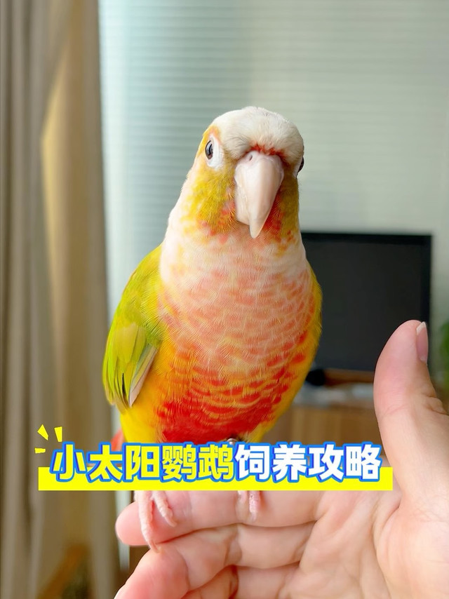 小太阳鹦鹉怎么喂？从半毛小太阳开始养起