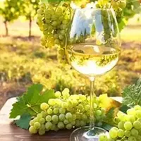 你所不知道的长相思九大冷知识！让酒云网给你说清楚