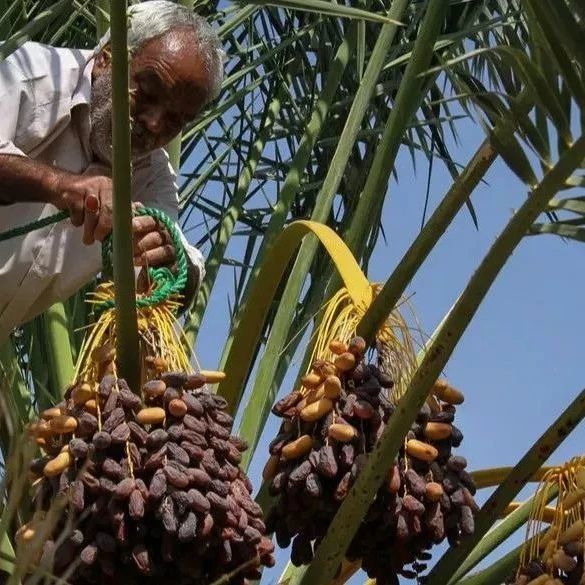 阿拉伯人最爱的“椰枣”，又甜又糯又绵，营养价值高！好吃不怕胖