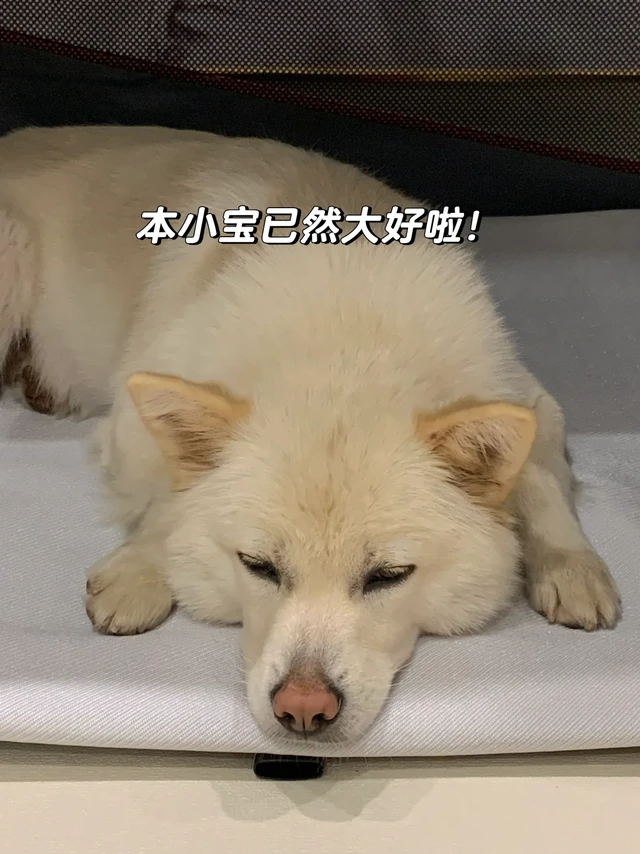 皮肤过敏小狗日常维护篇！