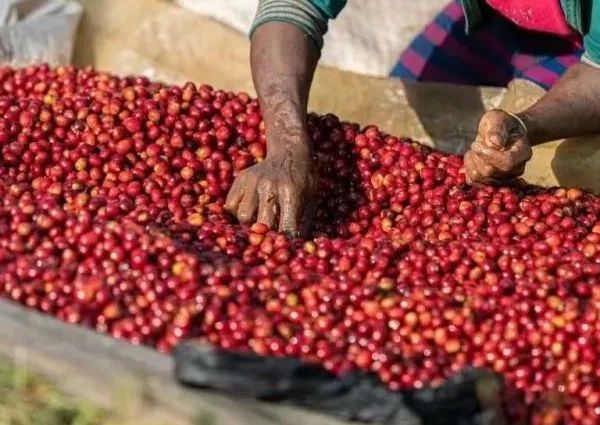 埃塞俄比亚有哪些精品咖啡产区代表？
