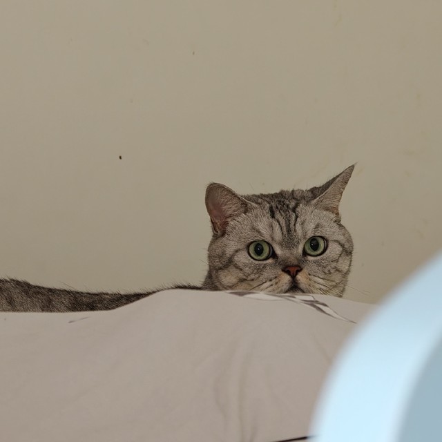 暑假里有的小孩已经出行了，而有的小猫留守在家——小猫留守指南