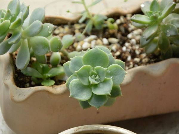 周末DIY：给阳台做个“绿植小角落”