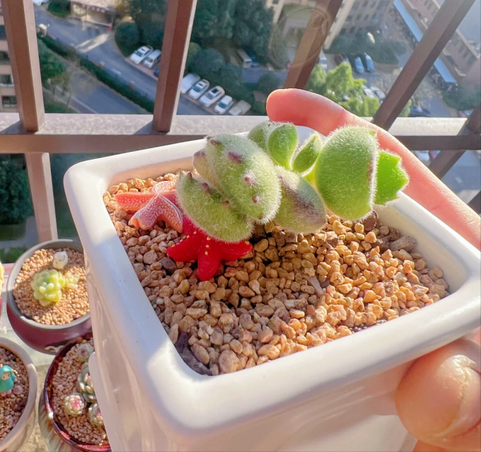 米族花架/装饰架