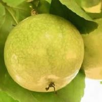 一口爆汁的“黄金果”，香到心坎里的甜蜜暴击！