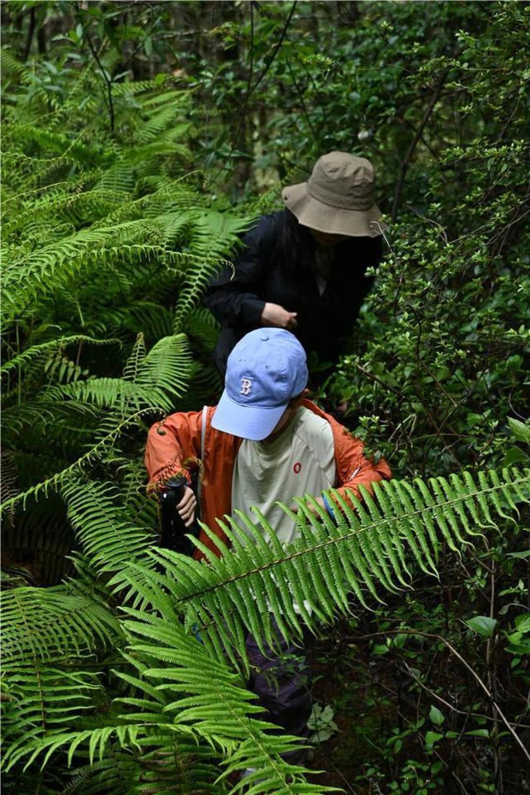 山野寻鲜指南:解锁夏日野生菌自由的鲜味密码