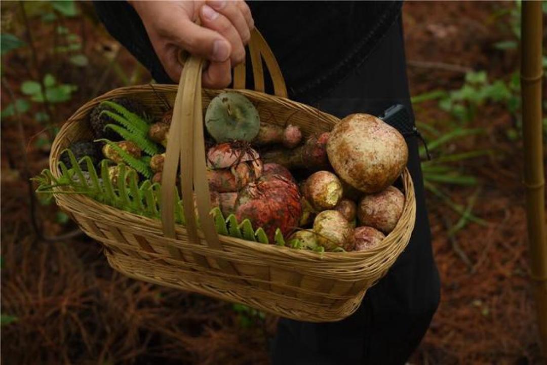 山野寻鲜指南：解锁夏日野生菌自由的鲜味密码