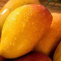 中国最好吃的芒果，有且只有这10种！