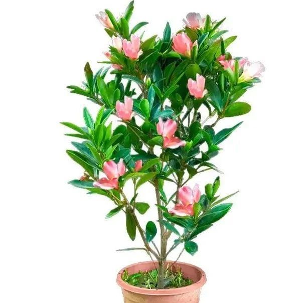 花期超长的四种名花，一开就是10个月，四季好养，高贵又漂亮