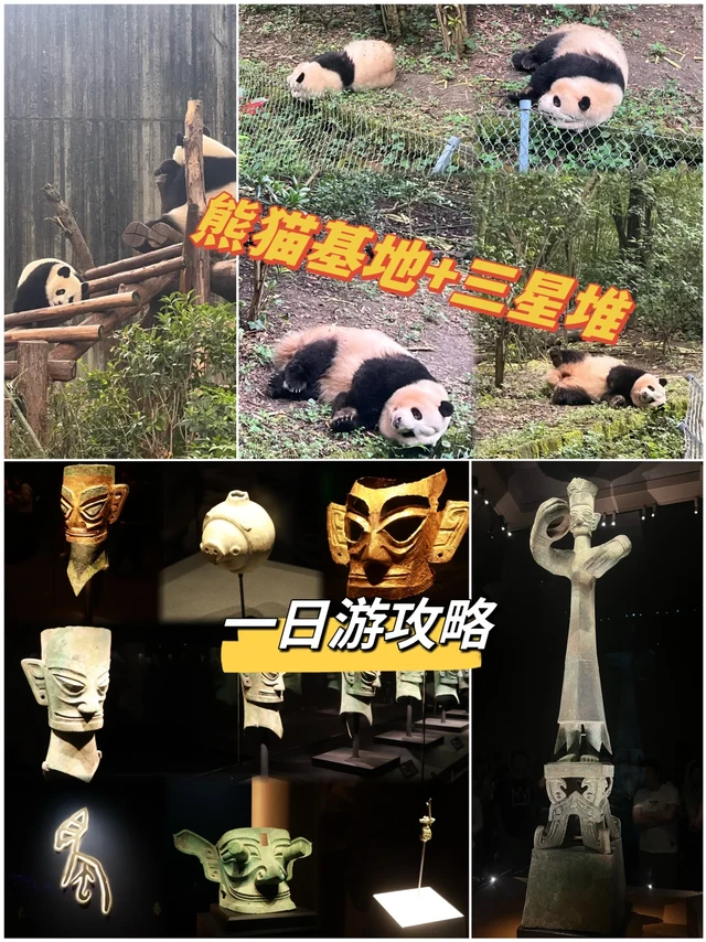 6月1日成都熊猫基地(花花)+三星堆 一日游