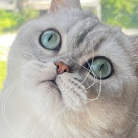 我与喵星人4年的美好共处之旅！🥰