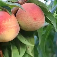 信吗？这10种水蜜桃才是中国最好吃的