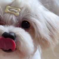 让爱宠生活更精致——这些好物你家毛孩子值得拥有！  