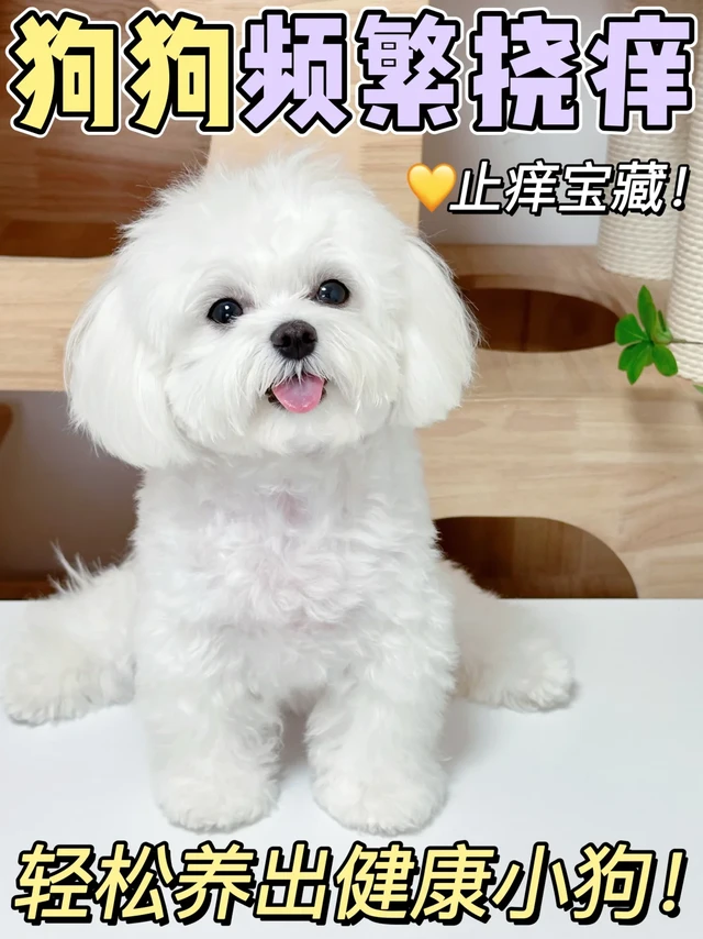 狗狗皮肤病药怎么区分丨频繁挠痒解答！