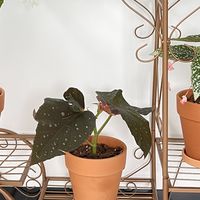 29.9买4棵秋海棠，给它们换个盆吧，长得更快