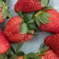 云南高原草莓的酸甜交响