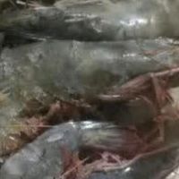 厄瓜多尔白虾:盐冻技术与减脂佳品