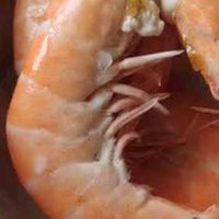 国产白虾单冻无冰4斤装