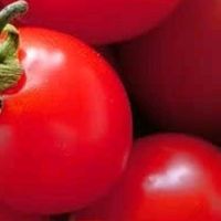 新鲜圣女果小西红柿小番茄新鲜蔬菜生鲜减肥减脂