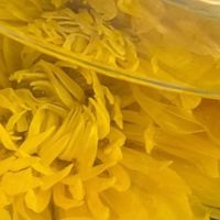 菊花茶：秋日养生的黄金饮品
