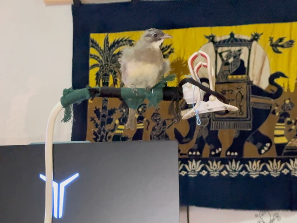 连我的鸟都喜欢拯救者，整天在边上转悠