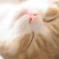 猫粮怎么选？实测希喂、金吉瑞猫粮哪个牌子好，让你一文看懂！