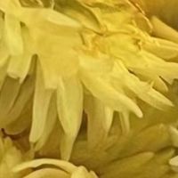 菊花茶养生又好喝，一杯清香解秋燥