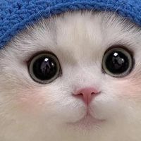 猫粮正常多少钱一斤？猫粮品牌排行：希喂、果喜蜜PK，看完不踩雷