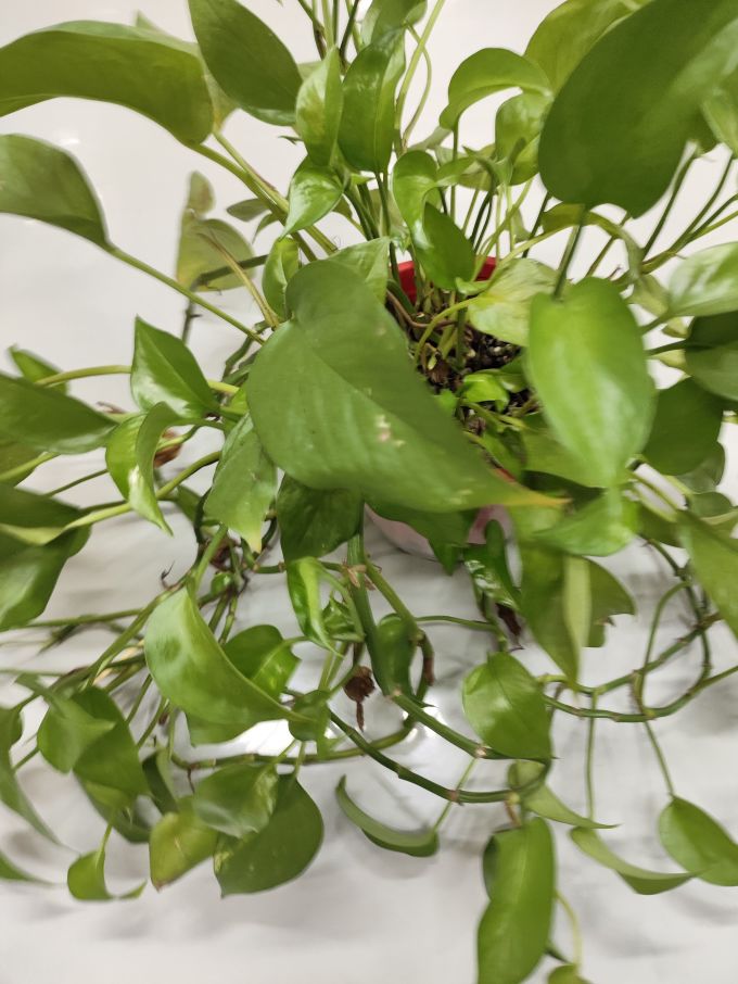 鲜花绿植