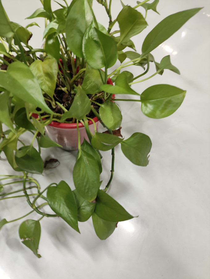 鲜花绿植