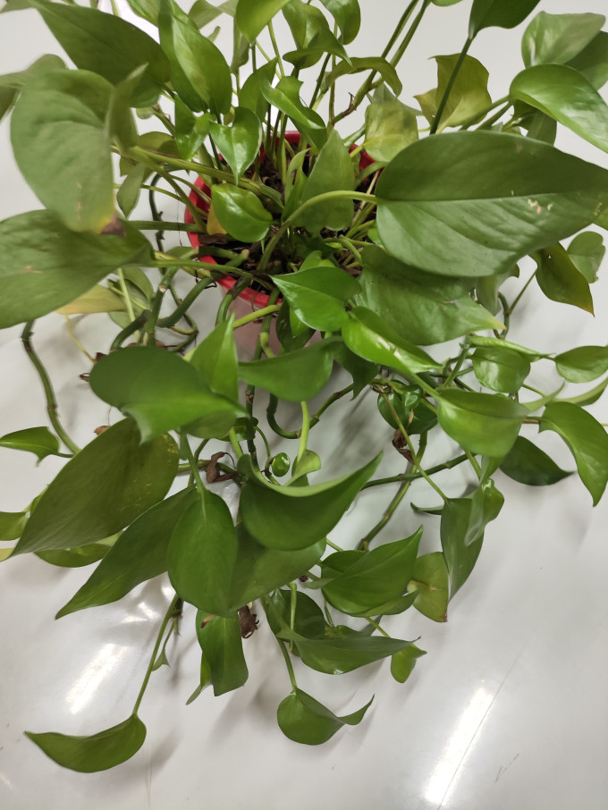 鲜花绿植