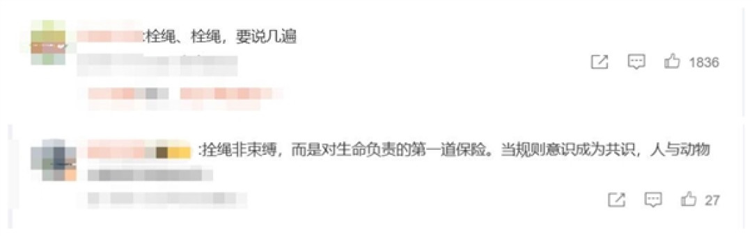 宠物狗未拴绳被碾压:主人失控捶打司机