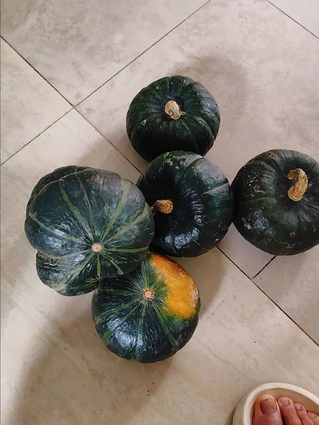 潜力作者激励计划 ，美味贝贝南瓜
