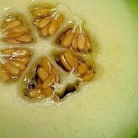 京鲜生蜜蜂授粉牛三蜜瓜，一口甜进心窝里！