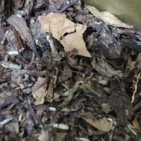 春夏秋冬泡着都很喝的养生茶白茶