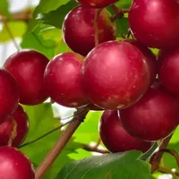 江西一太太，因阳台“圆叶葡萄结大果”走红，网友：吉祥富足！