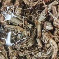“嘎嘣脆，鸡肉味，蛋白质含量是牛肉的六倍”