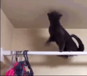 本来都已经跟基友说好算了我国庆世博不去了国庆那么多人又是室外我实在来不了好么刚下飞机，已经把国庆机票订好了哈哈哈哈哈live中间也是，大家都很谦让，都在说你上去你上去，本来摇头三连算了算了我这次不去我