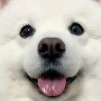 雪纳瑞吃哪种狗粮好？国产十大放心狗粮

