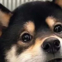 狗粮什么牌子的好？好狗粮排行榜前十名，你家狗狗吃对了吗？