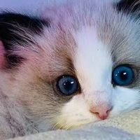 什么牌子的猫粮好？2025年十大顶级猫粮推荐