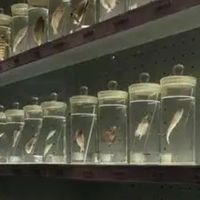 标本制作：科学与艺术的融合