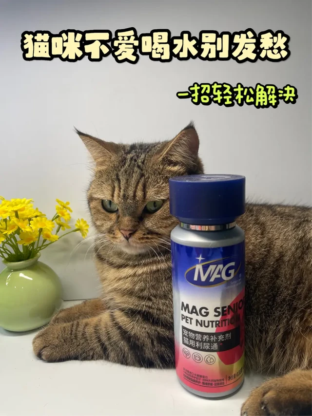 你家猫尿尿困难？可能水喝太少亲测有效分享