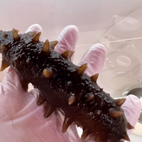 🐠深海珍品暴击！99 福参海参礼盒开箱，500g 纯肉无套路太香了