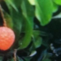 增城荔枝专线免费直达果园